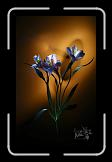 swg-flowers15 * 436 x 700 * (100KB)